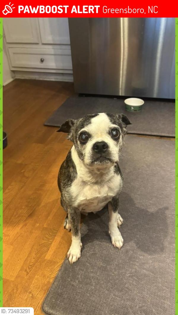 Lost Female Dog last seen Wheaton Cir, Greensboro, NC 27406