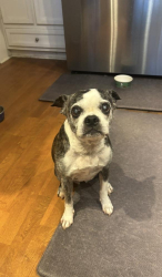 Lost Female Dog last seen Wheaton Cir, Greensboro, NC 27406