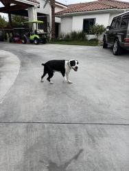 Reunited Male Dog last seen lindell and sobb, Las Vegas, NV 89118