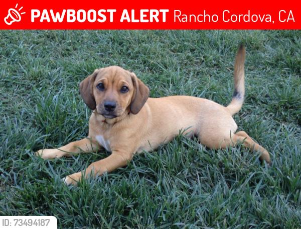 Lost Female Dog last seen Vanguard, Rancho Cordova, CA 95827