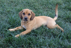 Lost Female Dog last seen Vanguard, Rancho Cordova, CA 95827