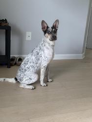 Found/Stray Male Dog last seen Bunce & Cliffdale rd, Fayetteville, NC 28304