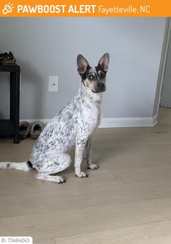 Found/Stray Male Dog last seen Bunce & Cliffdale rd, Fayetteville, NC 28304