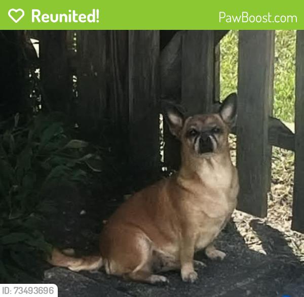 Reunited Female Dog last seen Forrest Park Dr, New Bern, NC 28562