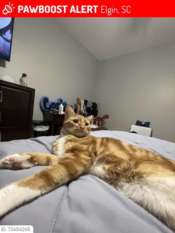 Lost Male Cat last seen Two notch rd, Elgin, SC 29045