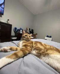Lost Male Cat last seen Two notch rd, Elgin, SC 29045