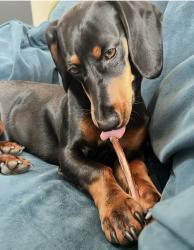Lost Female Dog last seen Mandarin, Paseo Hermosa, Sagewood, Larchwood, Oceanside, CA 92056
