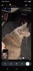 Reunited Female Cat last seen Around Burntwood MHC and Bryant Elementary, Oklahoma City, OK 73160