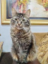 Reunited Female Cat last seen S Walnut Ln and Capri Ln Schaumburg IL, Schaumburg, IL 60193