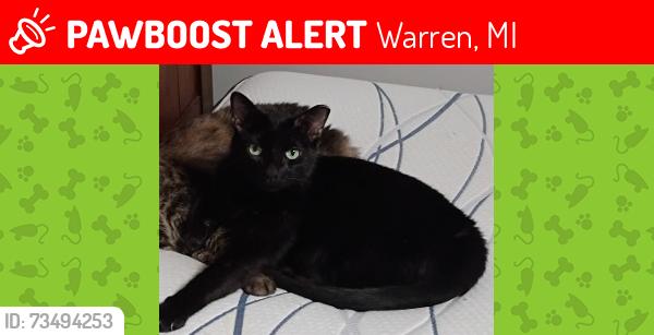 Lost Male Cat last seen 9 mile and dequindre, Warren, MI 48091
