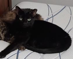 Lost Male Cat last seen 9 mile and dequindre, Warren, MI 48091