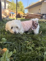 Reunited Female Dog last seen Grand valley dr, Colorado Springs, CO 80911
