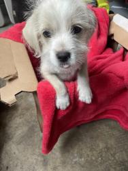 Reunited Unknown Dog last seen Jefferson and Bonnie Brae st, Pomona, CA 91767