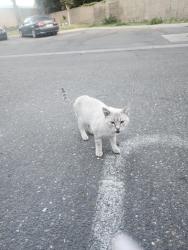 Found/Stray Unknown Cat last seen W. Rumble, Modesto, CA 95350