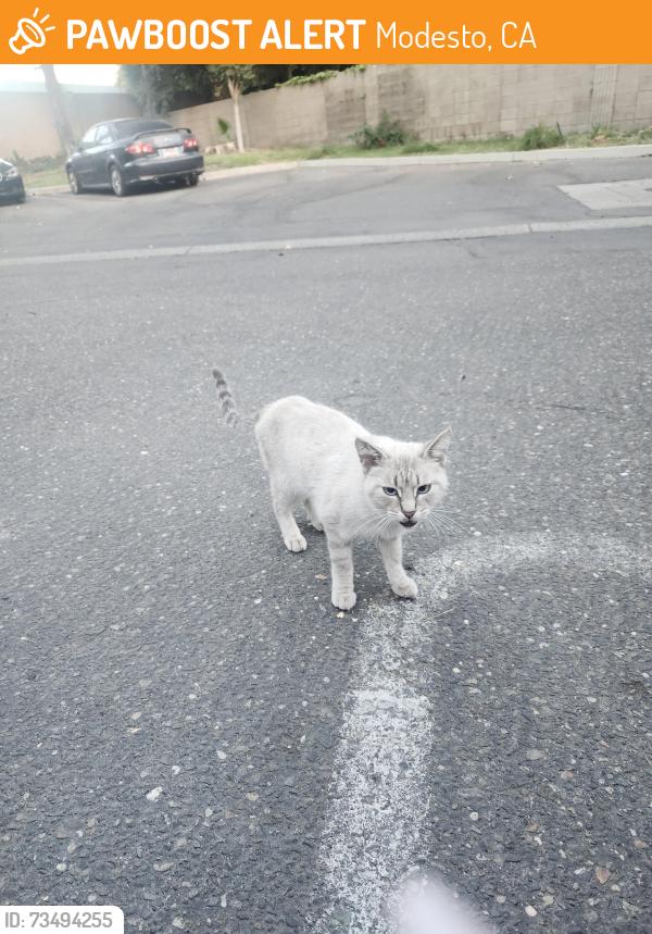 Found/Stray Unknown Cat last seen W. Rumble, Modesto, CA 95350