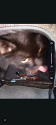 Reunited Male Cat last seen North aviador & west Ventura, Camarillo, CA 93010