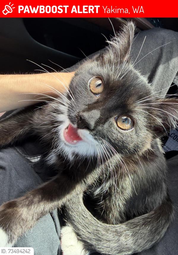 Lost Male Cat last seen By Bonnie & Clyde’s Muffler Center, Yakima, WA 98901