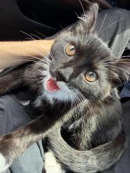 Lost Male Cat last seen By Bonnie & Clyde’s Muffler Center, Yakima, WA 98901