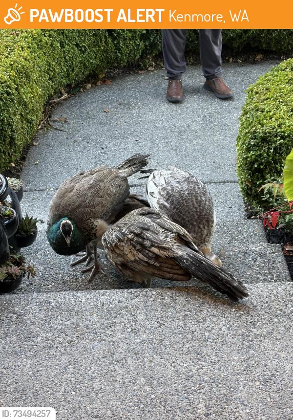 Found/Stray Female Bird last seen Near st Edward’s, Kenmore, WA 98028