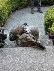 Found/Stray Female Bird last seen Near st Edward’s, Kenmore, WA 98028