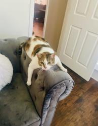 Reunited Female Cat last seen Cajun Way, Chambers County, TX 77523