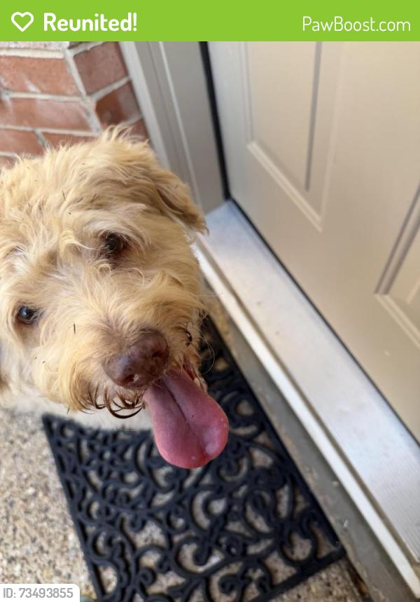 Reunited Female Dog last seen Olive Garden off George Bush- on the street behind, Garland, TX 75040