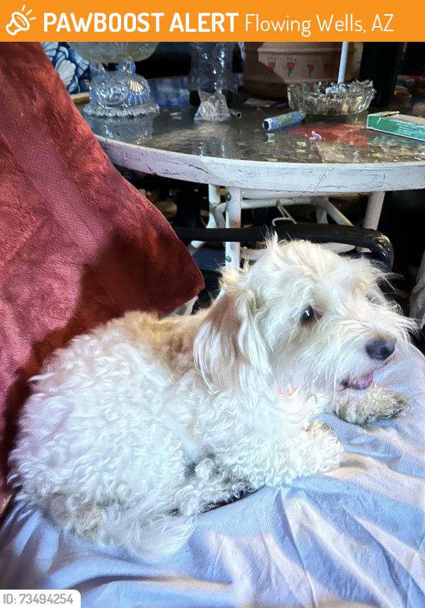 Found/Stray Male Dog last seen Wetmore & Romero, Flowing Wells, AZ 85705