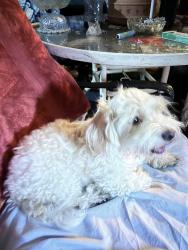 Found/Stray Male Dog last seen Wetmore & Romero, Flowing Wells, AZ 85705
