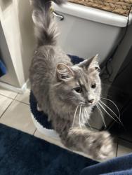 Lost Male Cat last seen May and jewell, Wichita, KS 67213