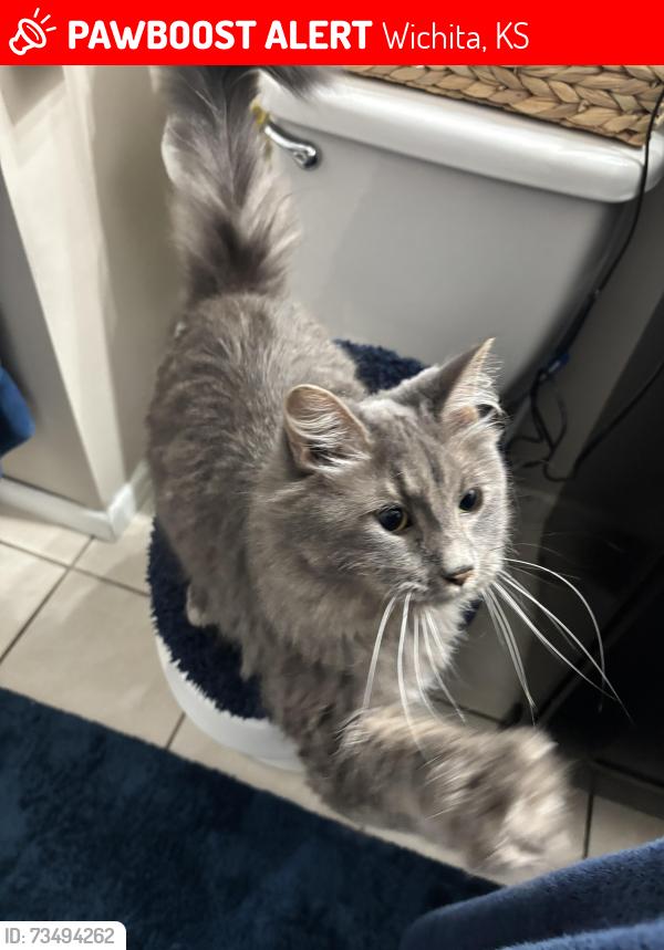 Lost Male Cat last seen May and jewell, Wichita, KS 67213