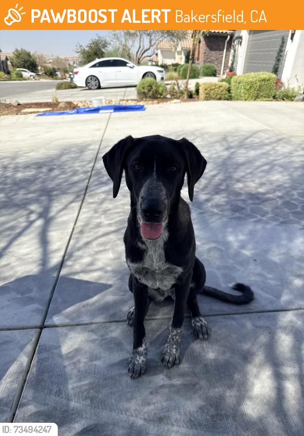 Found/Stray Female Dog last seen Hwy 178& Masterson Rd, Bakersfield, CA 93306