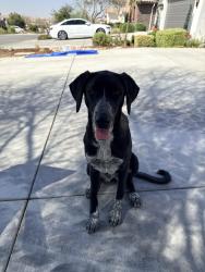 Found/Stray Female Dog last seen Hwy 178& Masterson Rd, Bakersfield, CA 93306