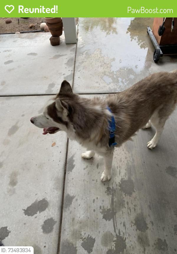 Reunited Male Dog last seen Tropical Parkway Camino Eldorado, North Las Vegas, NV 89031