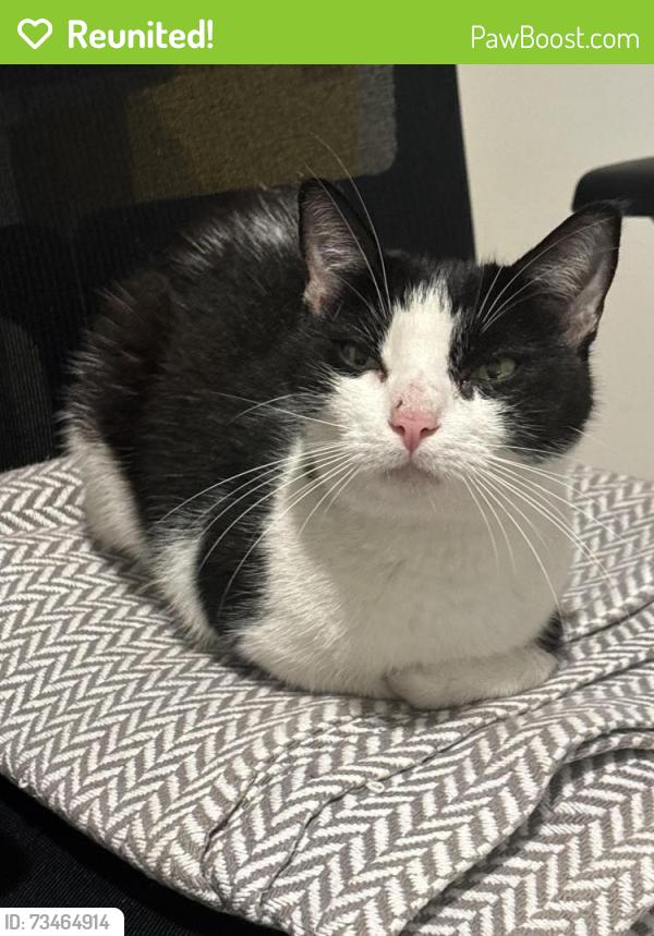 Reunited Unknown Cat last seen South Blount and Branch, Raleigh, NC 27601