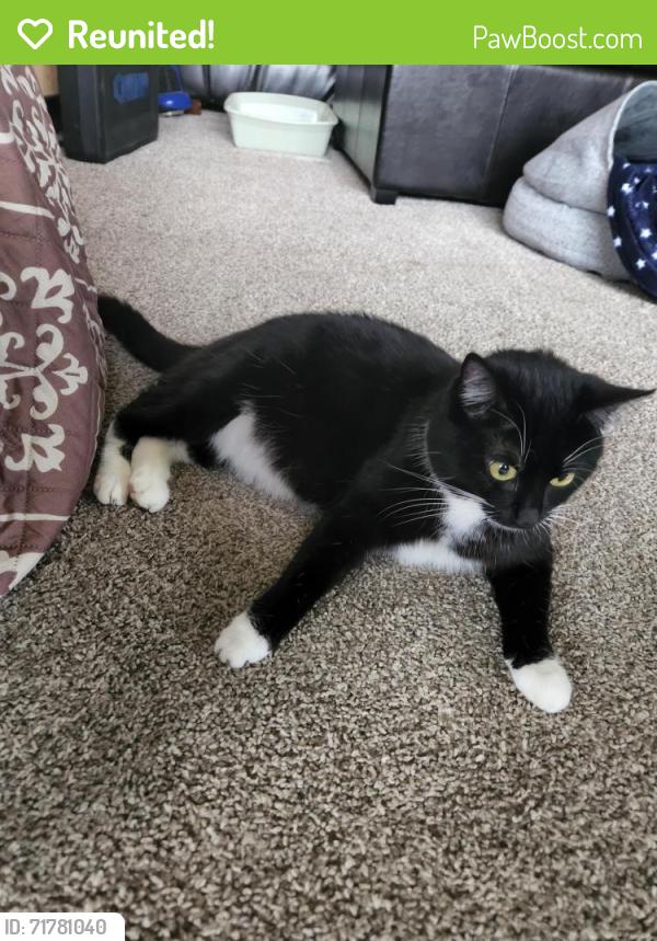Reunited Female Cat last seen Near Portal Way Bldg E-130 Ferndale, WA 98248 United States, Ferndale, WA 98248