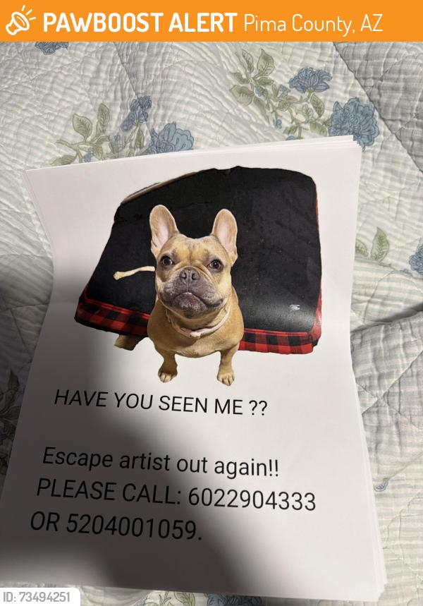 Found/Stray Female Dog last seen Park mall pawsh, Pima County, AZ 85735