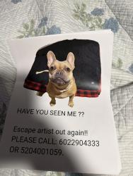 Found/Stray Female Dog last seen Park mall pawsh, Pima County, AZ 85735