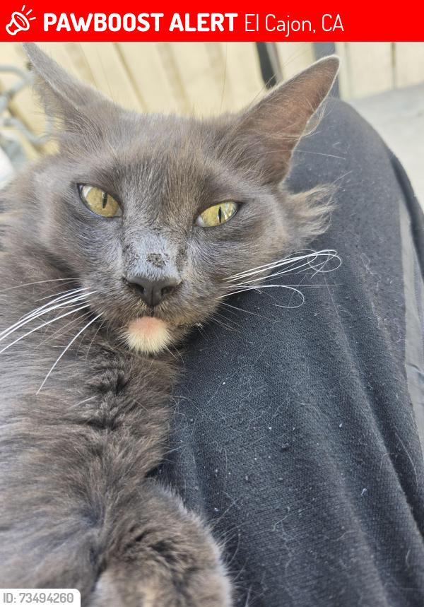 Lost Unknown Cat last seen Rios canyon rd, El Cajon, CA 92021
