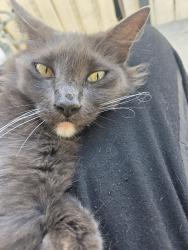 Lost Unknown Cat last seen Rios canyon rd, El Cajon, CA 92021