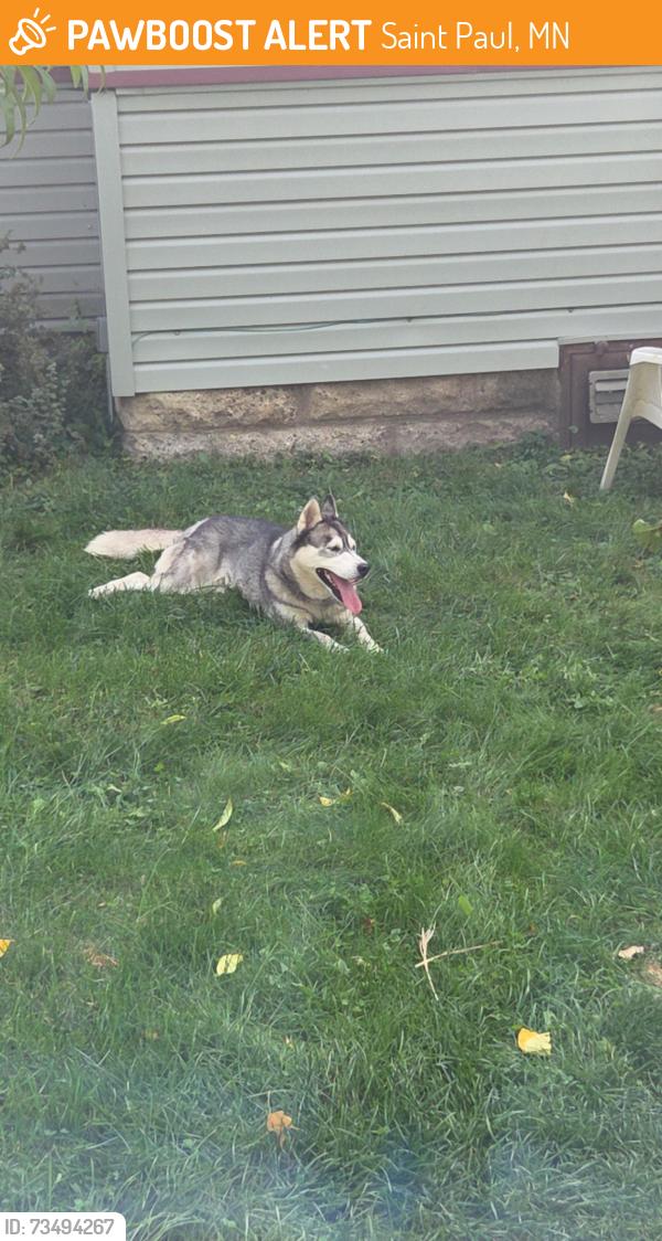 Found/Stray Unknown Dog last seen Victoria Street and lafond ave, Saint Paul, MN 55104