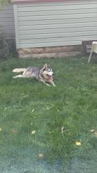 Found/Stray Unknown Dog last seen Victoria Street and lafond ave, Saint Paul, MN 55104