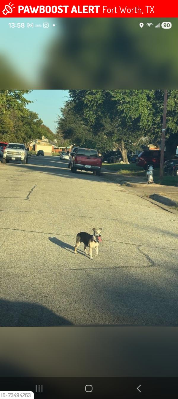 Lost Female Dog last seen Ducky's on Western Center, Fort Worth, TX 76137