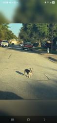 Lost Female Dog last seen Ducky's on Western Center, Fort Worth, TX 76137