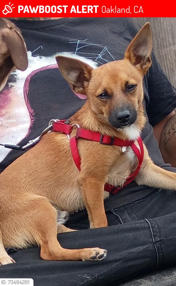 Lost Male Dog last seen At 7-Eleven or Lake Merritt, Oakland, CA 94606