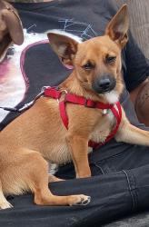 Lost Male Dog last seen At 7-Eleven or Lake Merritt, Oakland, CA 94606