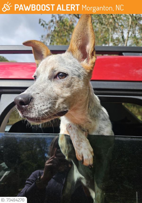 Found/Stray Female Dog last seen Playhouse Beach Rd, Morganton, NC 28655
