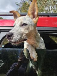 Found/Stray Female Dog last seen Playhouse Beach Rd, Morganton, NC 28655