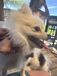 Reunited Female Dog last seen Barker cypress and green land way, Houston, TX 77084