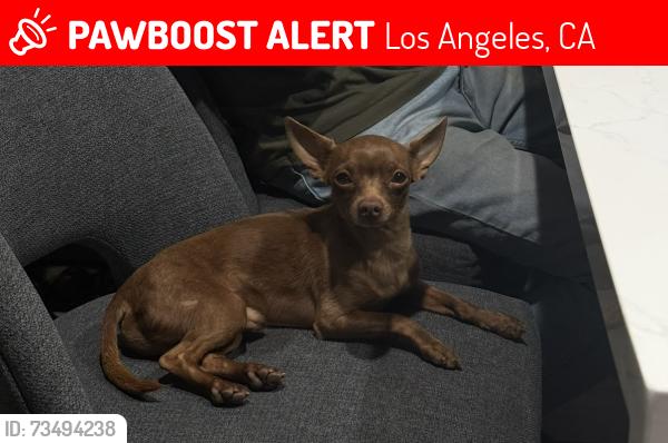 Lost Male Dog last seen Beachy Ave and Arleta, Los Angeles, CA 91331