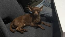 Lost Male Dog last seen Beachy Ave and Arleta, Los Angeles, CA 91331